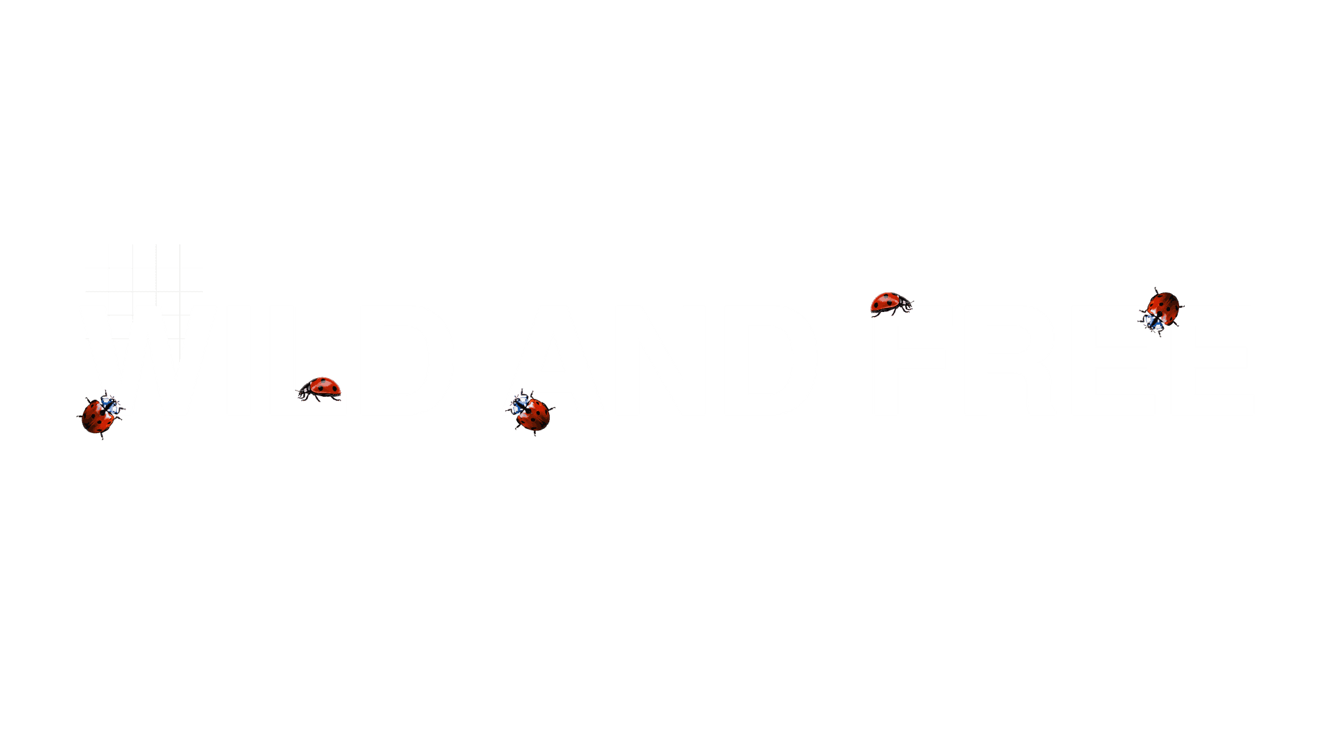 WILD AND FREE